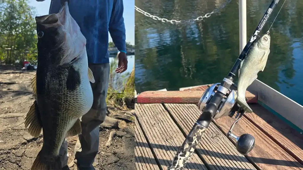 big bass and swimbait