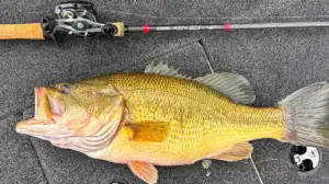A rode and reel using a Carolina rig, and the fish they caught.