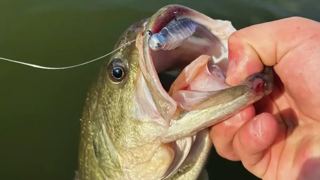 Do-it-Molds' Method Minnow bait inside the mouth of a fish.