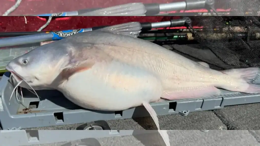 fat winter blue catfish