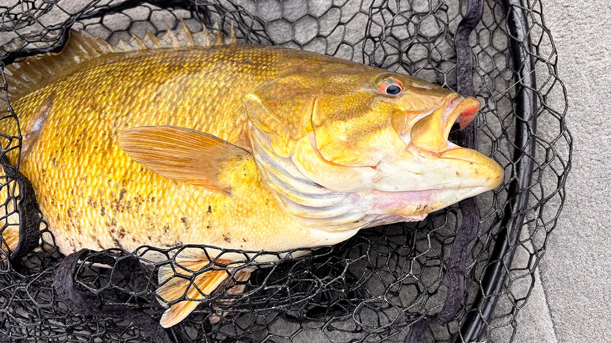 A netted fish caught with the Carolina rig.