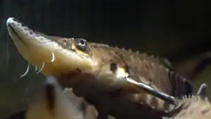 Michigan Lake’s Recreational Sturgeon “Season” Lasts 48 Minutes