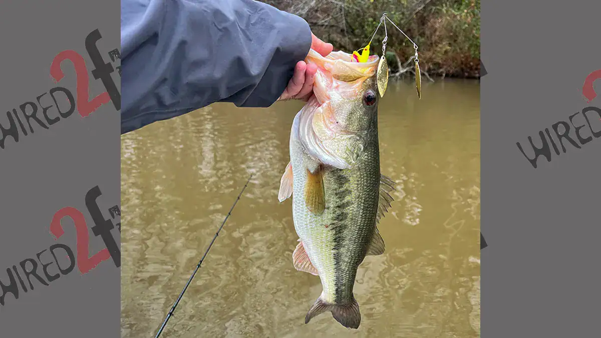 A bass caught during the spawn is held up over the water.