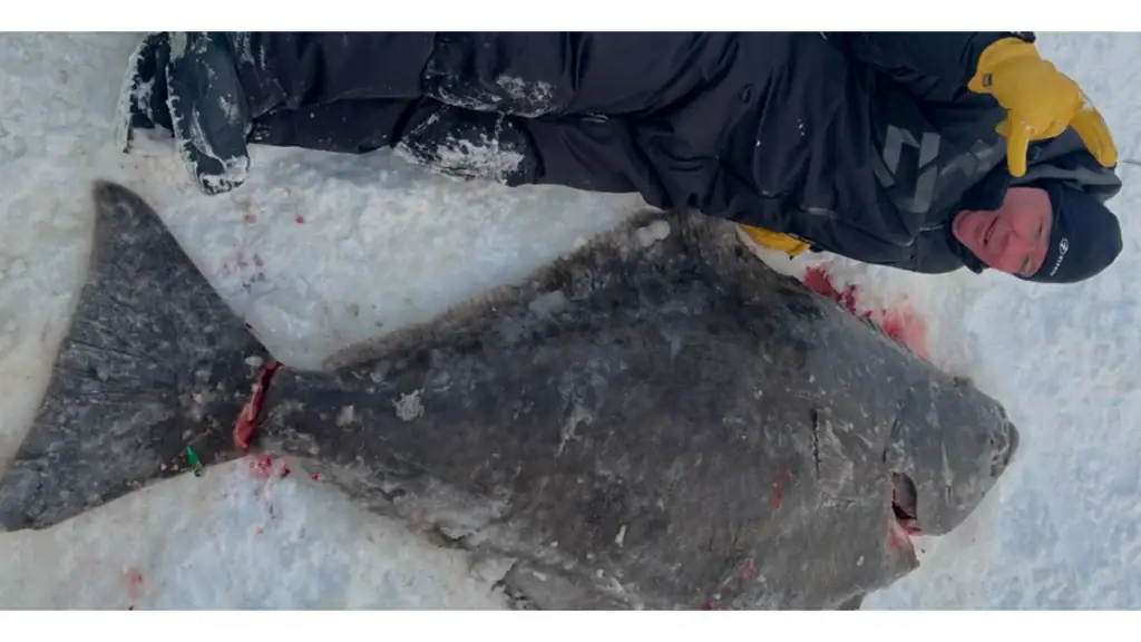 Halibut caught ice fishing