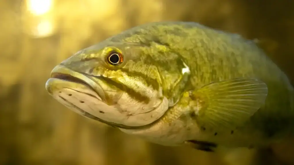 smallmouth bass underwater