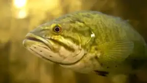 Minnesota Gets New Catch-And-Release Bass Season, Year-Round Bass Fishing Opportunities