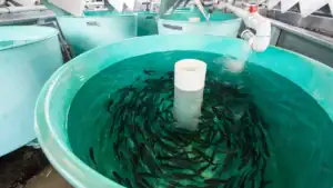 Massachusetts Group Launches Campaign to End Trout Stocking