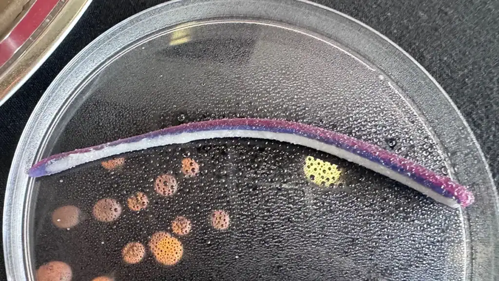 MaxScent Slime Berkley Lab Series