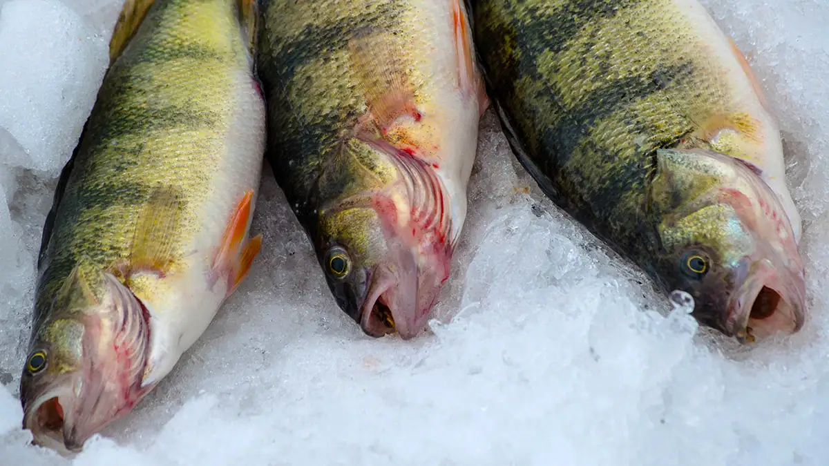 North Dakota's Devils Lake is known for its winter perch.