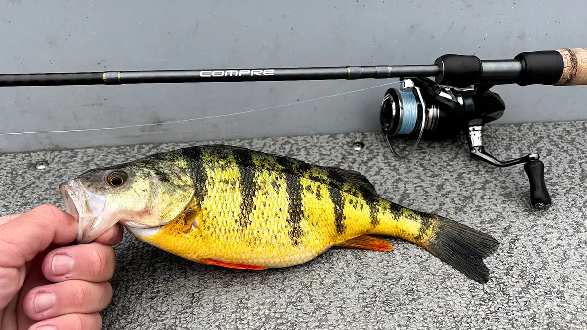Closeup of a Shimano Compre Lite Series rod and the panfish it caught.
