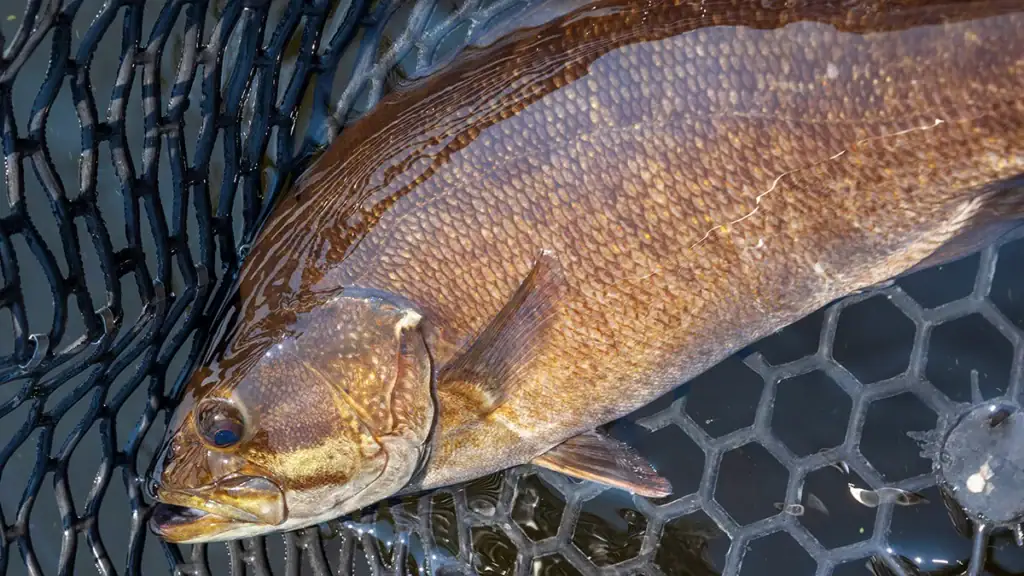 smallmouth bass in net