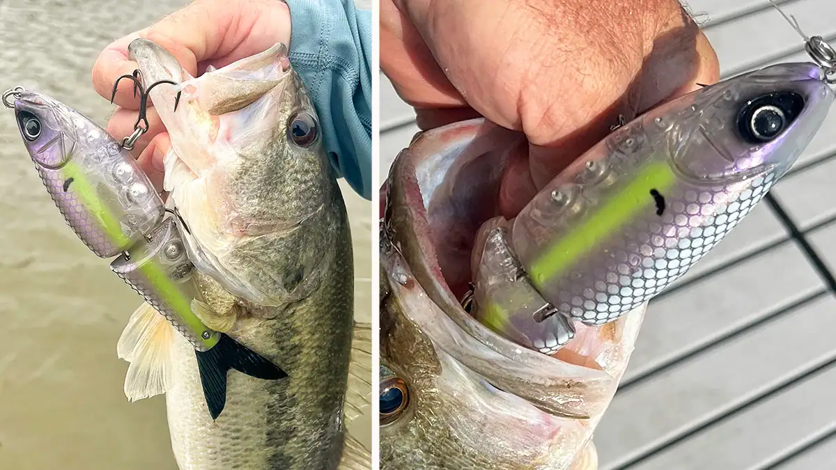 A composite image showing two different views of the Hog Father Jr. glidebait in two different bass.