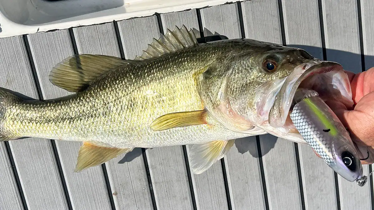 A Hog Father Jr. glidebait in the open mouth of the bass it caught.