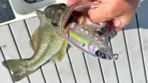 Strike King's Hog Father Jr. deep into the mouth of a bass.
