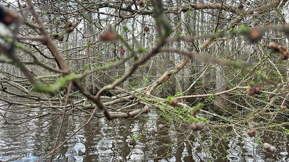 The first sign of the spawn! Swamp cypress begin to bud in late February on the Tchefuncte River.