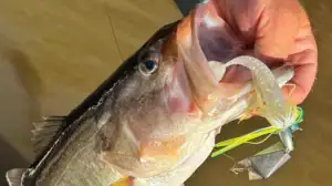 Alternate angle of a fish caught with Teckel USA Bladewaker Bladed Jig 1/2oz bait.