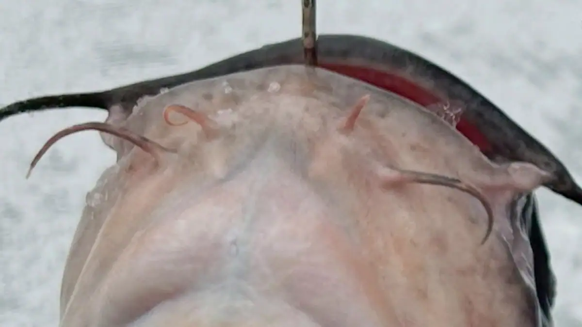 Jacob Trantalis' Feb. 22 catch still eludes species identification.