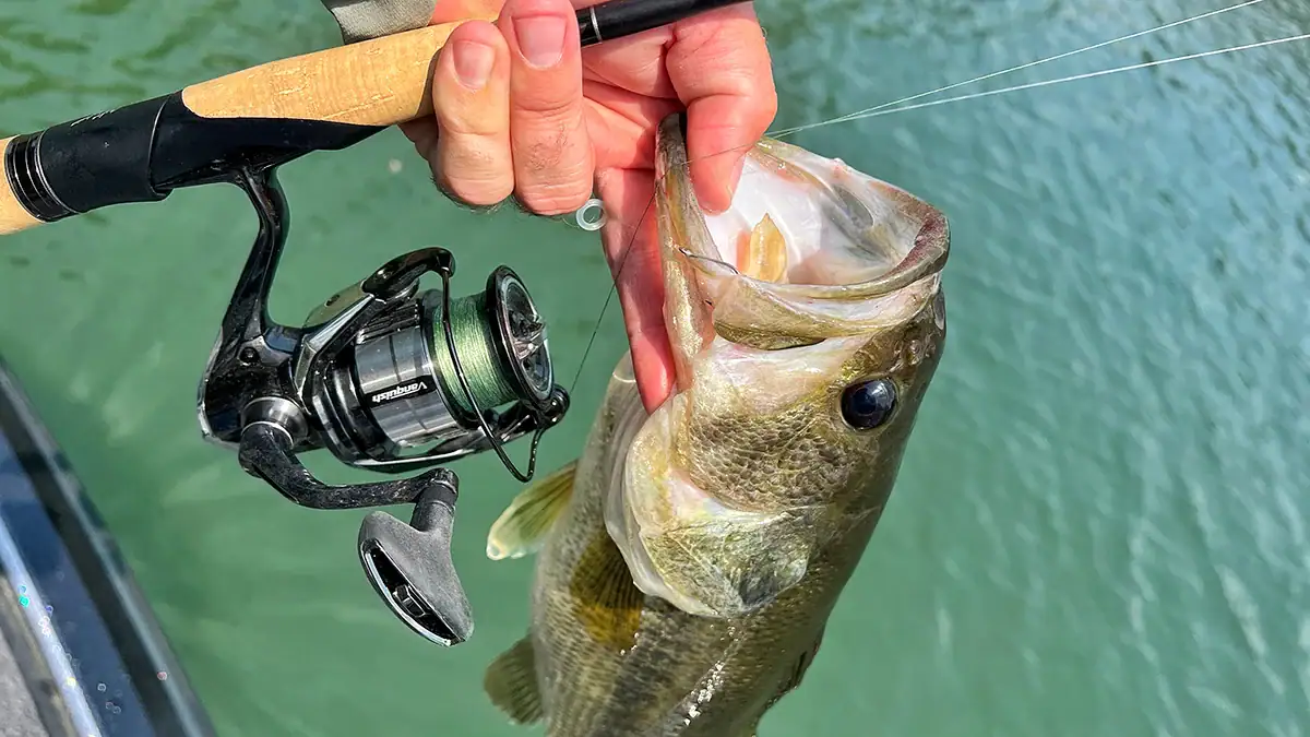 A bass caught on a wacky rig.