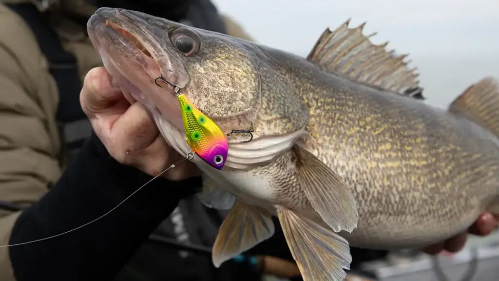 Walleye caught on the Rapala Rippin' Rap