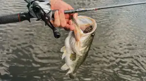 A bass caught during the pre-spawn.