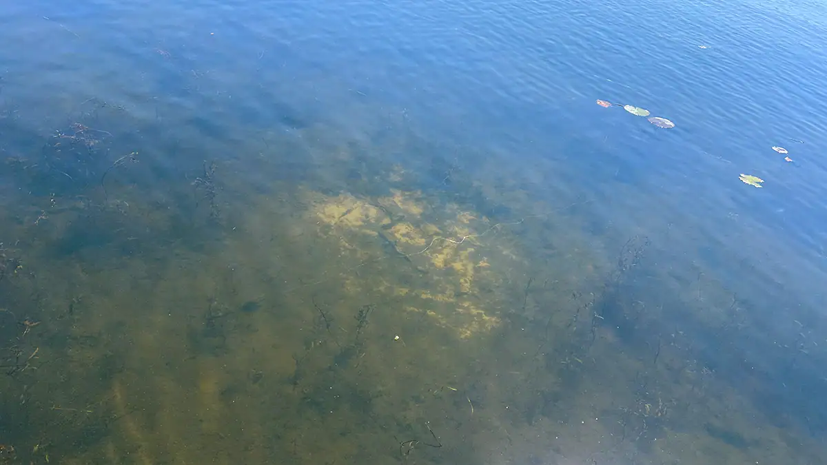 A body of clear water during the bass spawn.