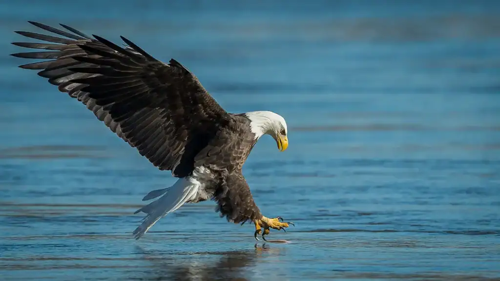 bald eagle