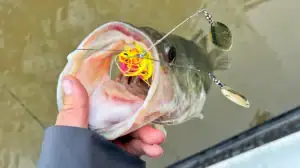 A bass caught with the McCoy V-Twin Spinnerbait.