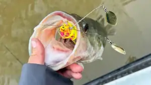A bass caught with the McCoy V-Twin Spinnerbait.