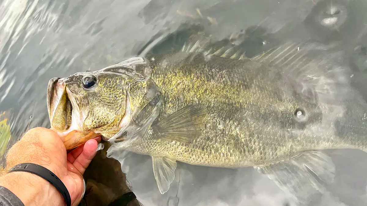 A bass caught during the spawning phase.