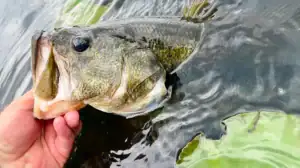 Pulling a bass from the water during the spawn.