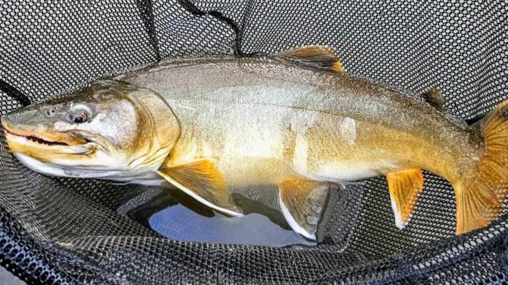 Netting a record bull trout