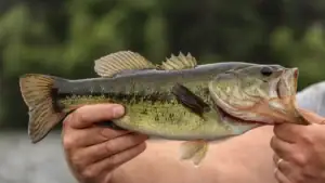 New Brunswick Anglers Ordered To Kill Largemouth Bass