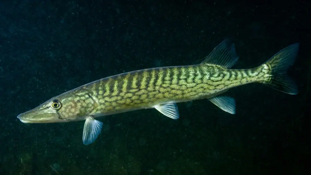 Underwater chain pickerel