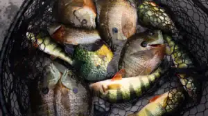 A net filled with panfish.