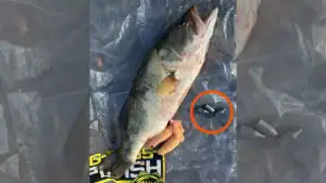 Third-Degree Felony: Tournament Angler Accused of Putting Weights Inside Bass