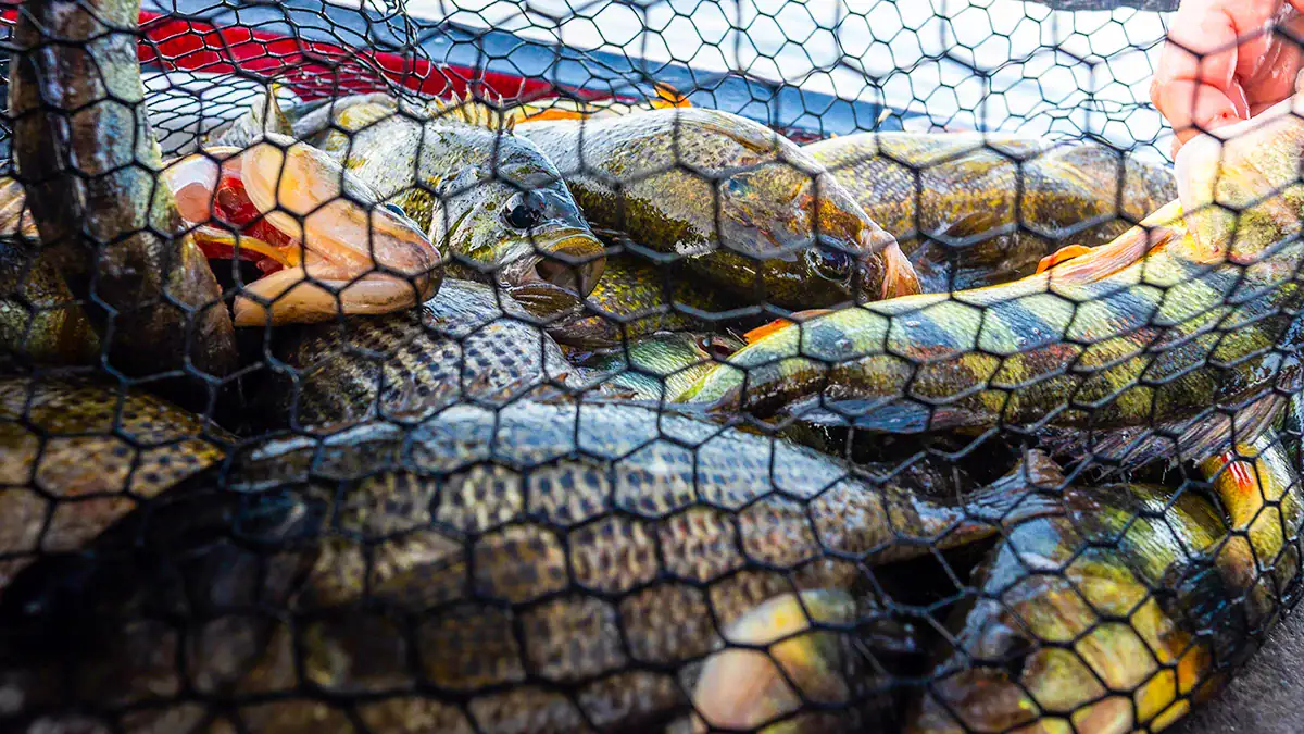 A pile of netted panfish.