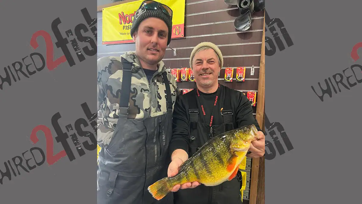 Fishing guide Tyler Elshaug (left), angler Alan Hintz, and Hintz's potential state-record yellow perch.