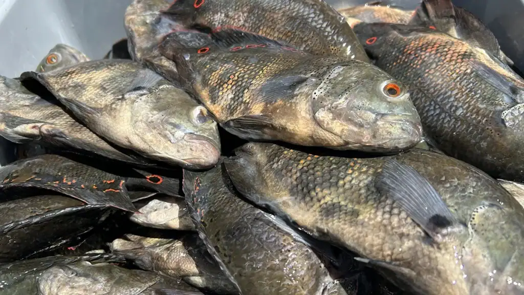 A bin of Oscars caught during the 2025 SWFL CISMA Invasive Freshwater Fish Roundup.