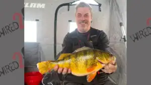Angler’s Perch Could Break North Dakota Record Set in 1982
