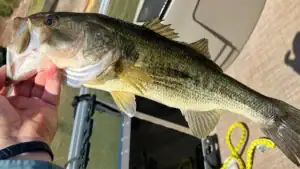 Everything You Need to Know About Post-Spawn Bass