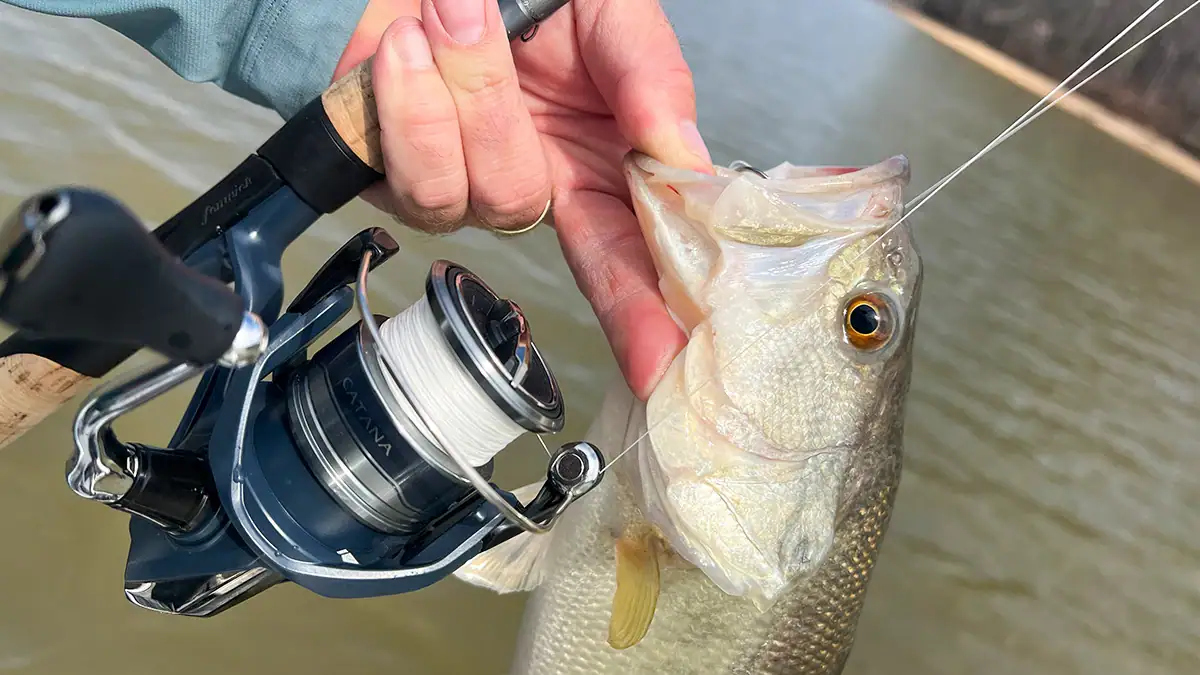 A post-spawn bass next to a reel, both held over the water.