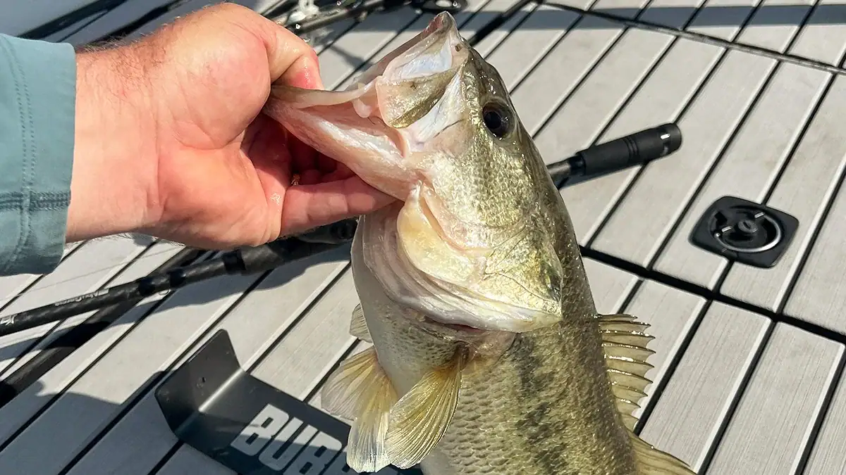 A post-spawn bass on the deck of a boat.