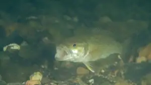 Table Rock Lake to Reduce Spotted Bass Minimum Length