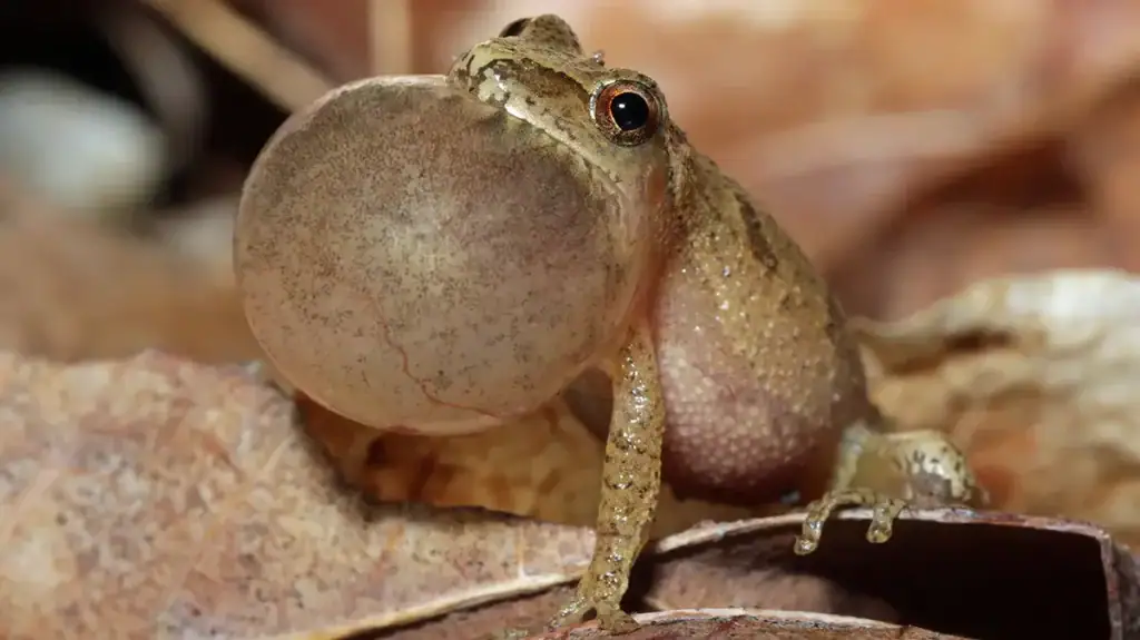 spring peeper