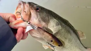 A bass caught with a Rapala Clap Tail.