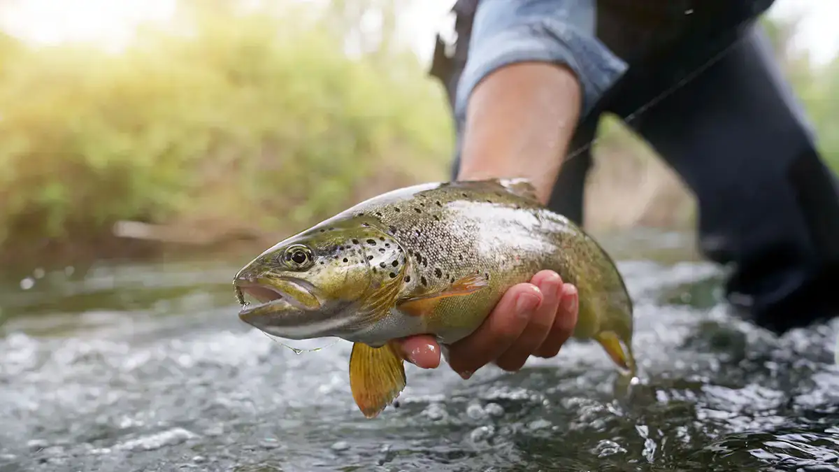 An angler holds a trout right over the water.