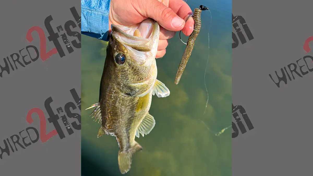 A spawn-phase bass and the bait that caught it.