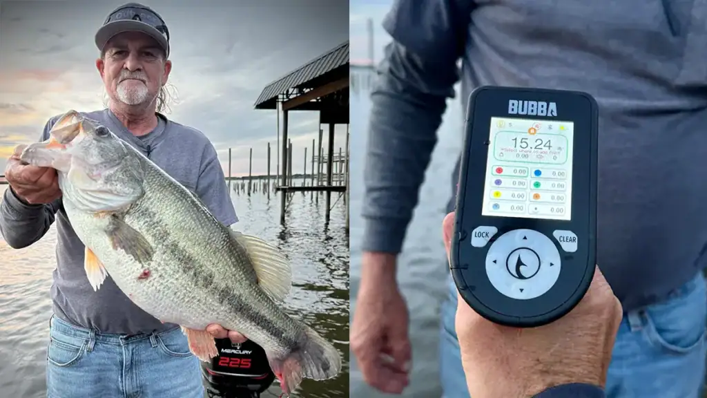 15.4 pound bass and scale