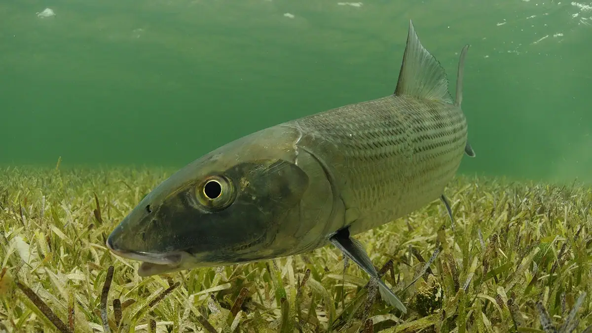 Bonefish swimming over grass flats.