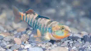 Fentanyl Discovered in Ontario’s Fish